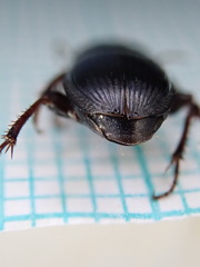 Harpalus tardus