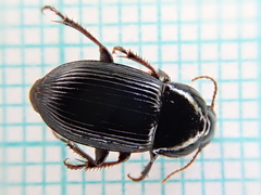 Harpalus tardus