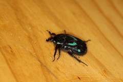 Chlorobapta frontalis