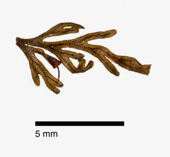 Abrodictyum caudatum