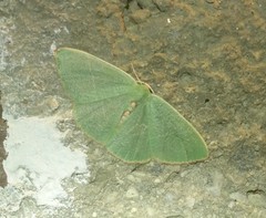 Nemoria glaucomarginaria