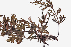 Abrodictyum caudatum