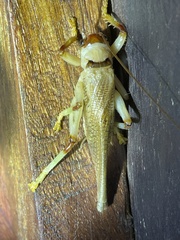 Stictogryllacris