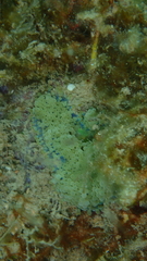 Ricordea florida