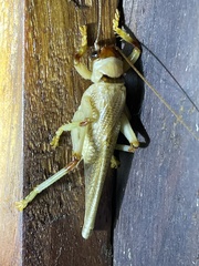 Stictogryllacris