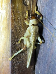Stictogryllacris