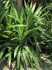 Pandanus amaryllifolius