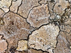 Acarospora badiofusca