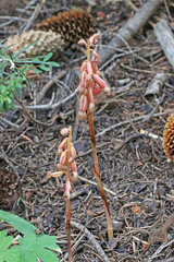 Corallorhiza striata vreelandii