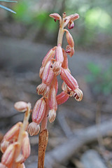 Corallorhiza striata vreelandii