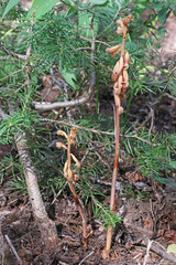 Corallorhiza striata vreelandii