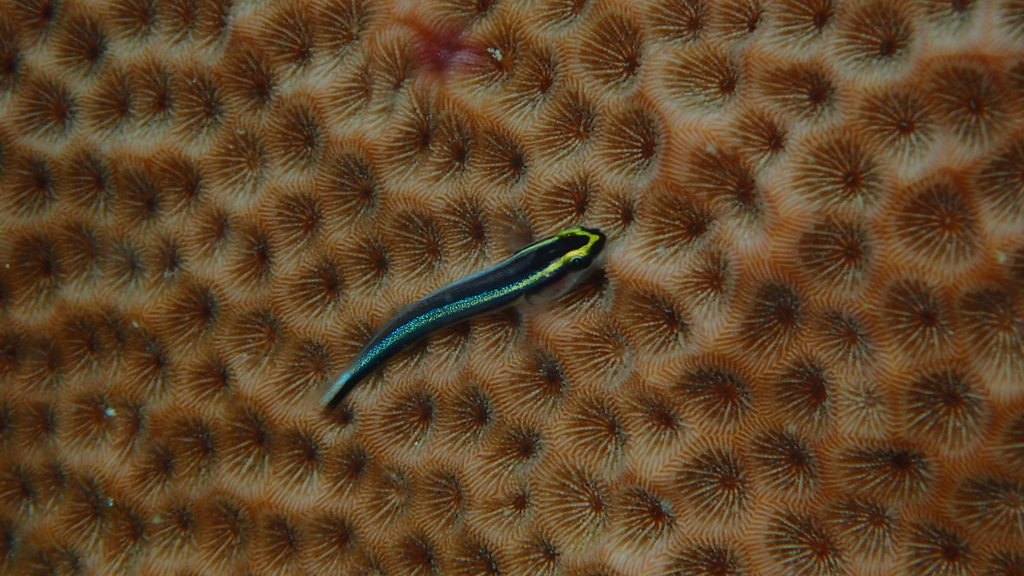 Shark nose goby (Elacatinus evelynae) — Gobiidae