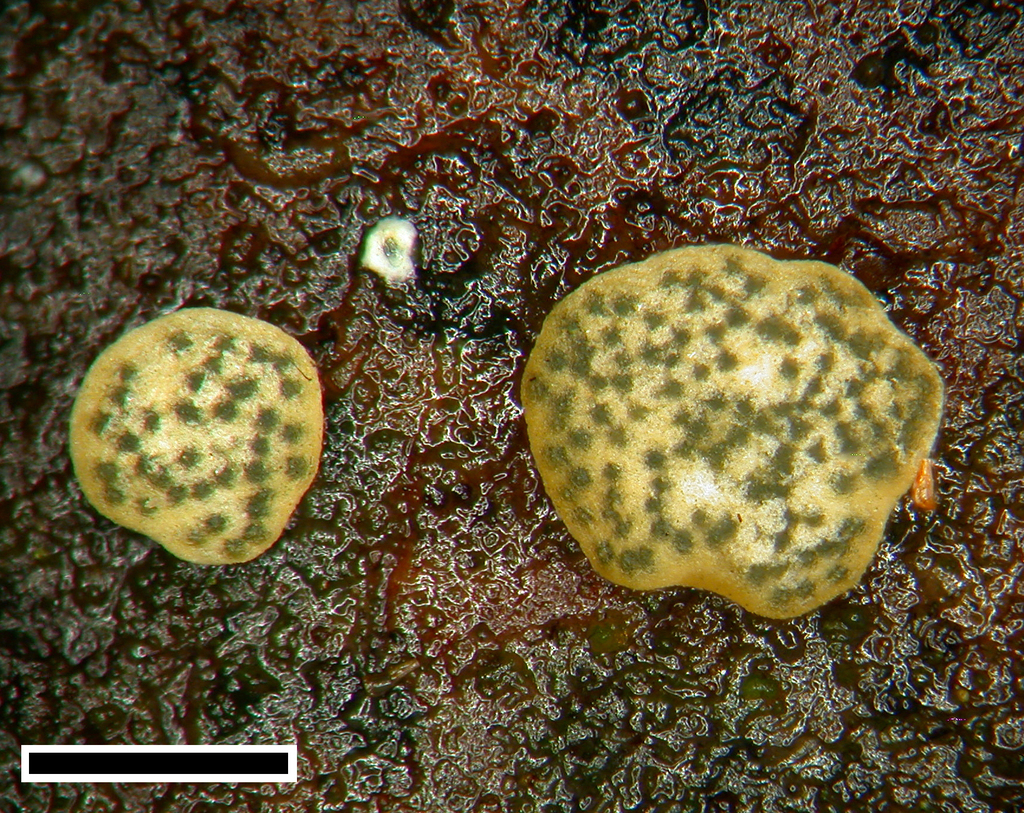 Trichoderma catoptron