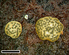 Trichoderma catoptron