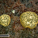 Hypocrea - Photo (c) Jerry Cooper,  זכויות יוצרים חלקיות (CC BY), uploaded by Jerry Cooper