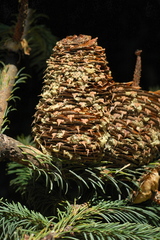 Abies religiosa