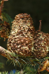 Abies religiosa