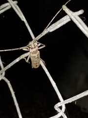 Susuacanga stigmatica