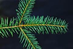Abies religiosa