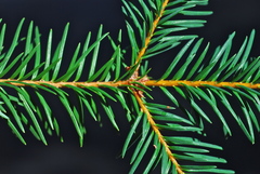 Abies religiosa