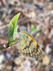 Colotis vesta mutans
