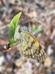 Colotis vesta mutans