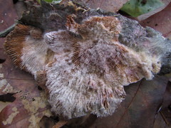 Hypomyces polyporinus