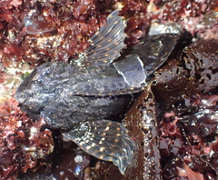 Clinocottus globiceps