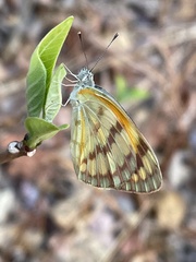 Colotis vesta mutans