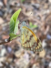 Colotis vesta mutans