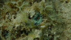 Ricordea florida