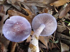 Cortinarius iodeoides