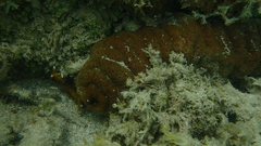 Holothuria mexicana