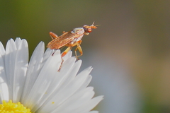 Dichetophora obliterata