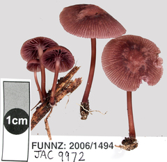 Mycena podocarpi