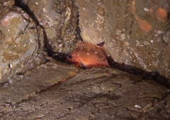 Sebastes constellatus