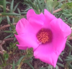 Portulaca