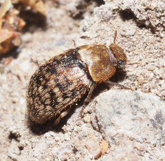 Trichoton villosum