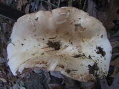 Tricholoma colossus