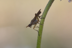 Dichetophora obliterata