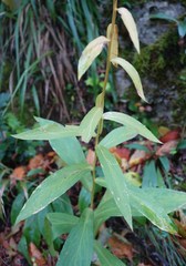 Digitalis micrantha
