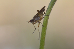 Dichetophora obliterata