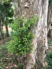 Melaleuca leucadendra