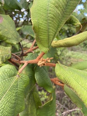 Miconia serrulata