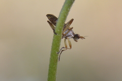 Dichetophora obliterata