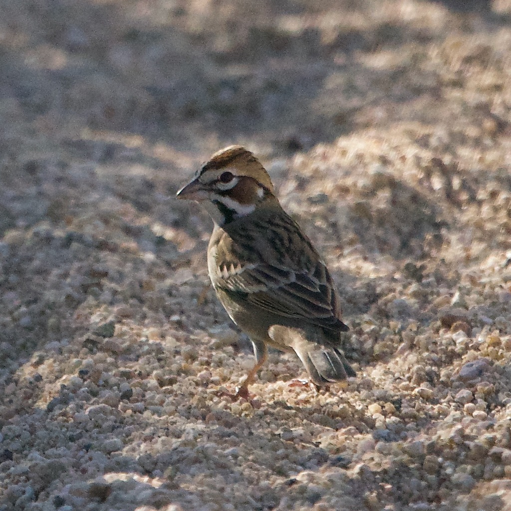 Lark Sparrow