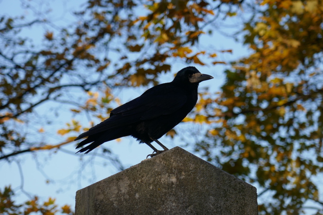 Rook