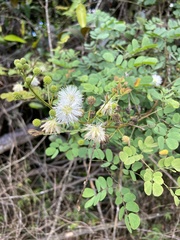 Mimosa ceratonia