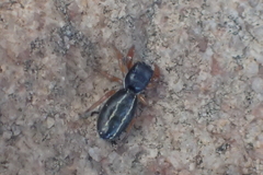 Metacyrba taeniola similis