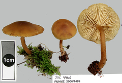 Cystoderma muscicola